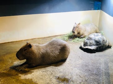 マクセル アクアパーク品川に投稿された画像（2021/1/3）