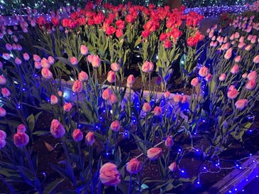 江の島シーキャンドルに投稿された画像（2021/1/3）