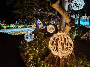 美らヤシパークオキナワ・東南植物楽園に投稿された画像（2021/1/3）