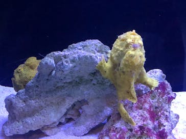 マクセル アクアパーク品川に投稿された画像（2021/1/3）