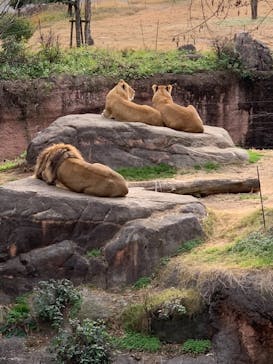 天王寺動物園に投稿された画像（2021/1/3）