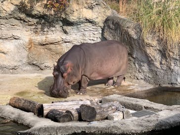 天王寺動物園に投稿された画像（2021/1/3）