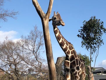 天王寺動物園に投稿された画像（2021/1/3）