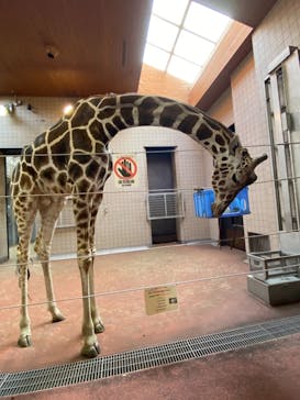 天王寺動物園に投稿された画像（2021/1/3）
