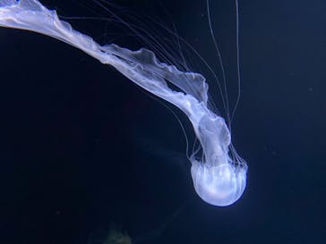 サンシャイン水族館に投稿された画像（2021/1/3）