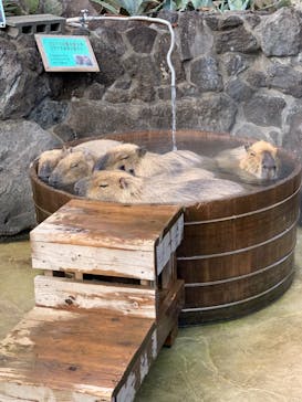 伊豆シャボテン動物公園に投稿された画像（2021/1/3）