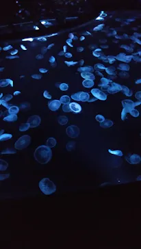 すみだ水族館に投稿された画像（2021/1/3）