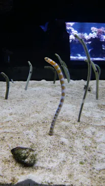 すみだ水族館に投稿された画像（2021/1/3）