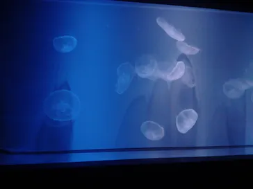 すみだ水族館に投稿された画像（2021/1/3）