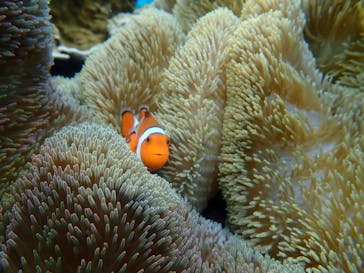 宮古島 ADVENTURE PiPi（ミヤコジマ アドベンチャー ピピ）に投稿された画像（2021/1/3）