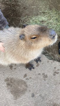 横浜・八景島シーパラダイスに投稿された画像（2021/1/3）