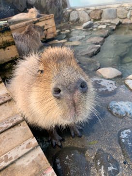 那須どうぶつ王国に投稿された画像（2021/1/3）