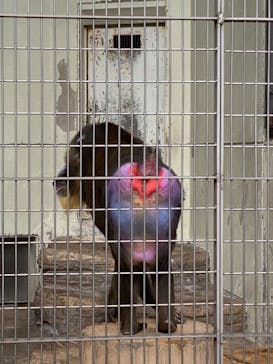 天王寺動物園に投稿された画像（2021/1/3）
