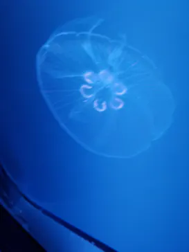 すみだ水族館に投稿された画像（2021/1/3）