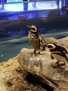 すみだ水族館に投稿された画像（2021/1/3）