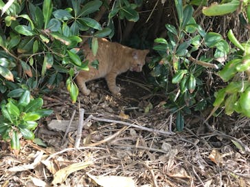 今帰仁城跡に投稿された画像（2021/1/3）