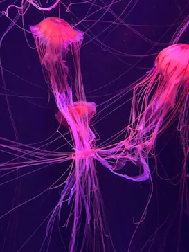 すみだ水族館に投稿された画像（2021/1/3）