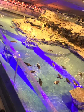 すみだ水族館に投稿された画像（2021/1/3）