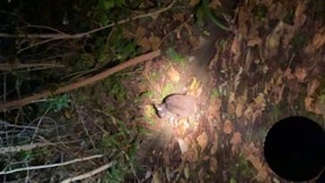 ミッドナイトツアー 奄美に投稿された画像（2021/1/3）