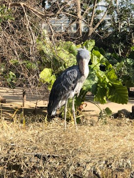 神戸どうぶつ王国に投稿された画像（2021/1/3）