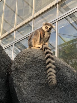 神戸どうぶつ王国に投稿された画像（2021/1/3）