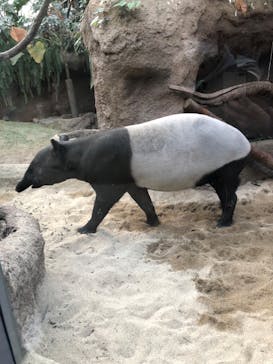 神戸どうぶつ王国に投稿された画像（2021/1/3）