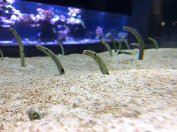 すみだ水族館に投稿された画像（2021/1/3）