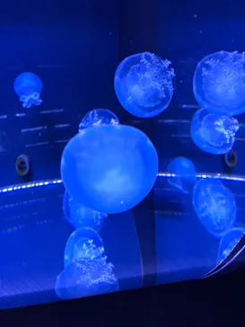 すみだ水族館に投稿された画像（2021/1/3）