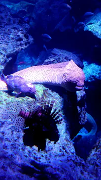 すみだ水族館に投稿された画像（2021/1/3）