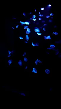 すみだ水族館に投稿された画像（2021/1/3）