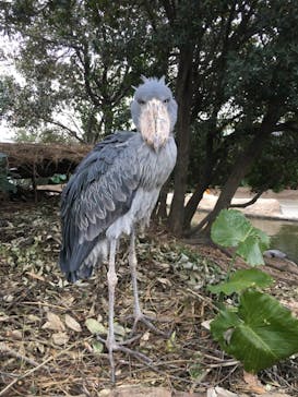 神戸どうぶつ王国に投稿された画像（2021/1/3）