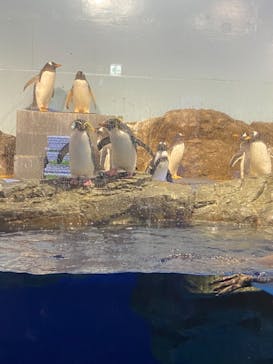 マクセル アクアパーク品川に投稿された画像（2021/1/4）