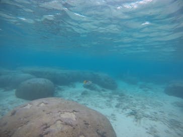 武藤潜水に投稿された画像（2021/1/4）