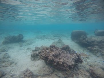 武藤潜水に投稿された画像（2021/1/4）