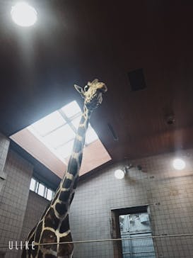 天王寺動物園に投稿された画像（2021/1/4）