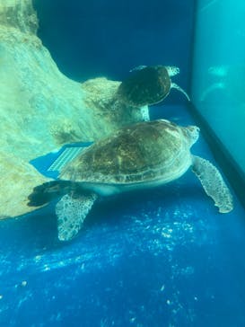 大分マリーンパレス水族館 「うみたまご」に投稿された画像（2021/1/4）