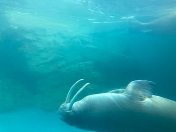 大分マリーンパレス水族館 「うみたまご」に投稿された画像（2021/1/4）