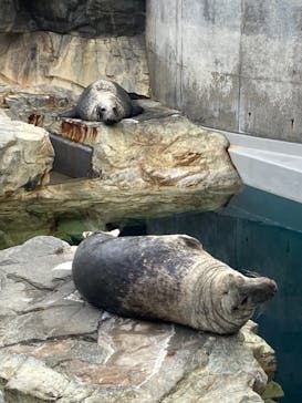 大分マリーンパレス水族館 「うみたまご」に投稿された画像（2021/1/4）