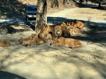 群馬サファリパークに投稿された画像（2021/1/4）