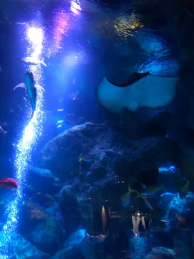 すみだ水族館に投稿された画像（2021/1/4）