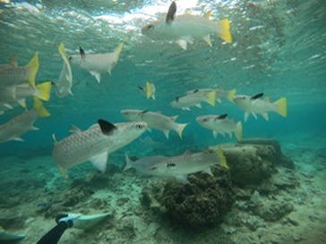 武藤潜水に投稿された画像（2021/1/4）