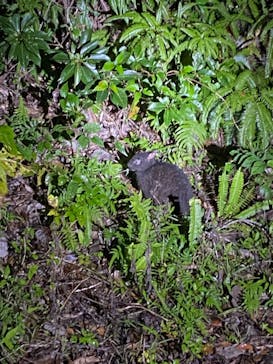 マングローブ茶屋に投稿された画像（2021/1/4）