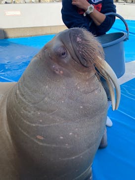 大分マリーンパレス水族館 「うみたまご」に投稿された画像（2021/1/4）
