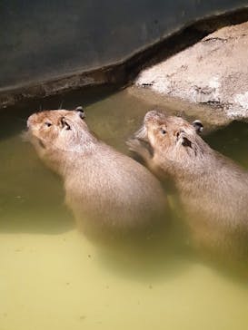 マクセル アクアパーク品川に投稿された画像（2021/1/4）