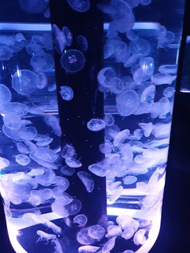 マクセル アクアパーク品川に投稿された画像（2021/1/4）