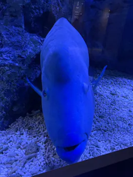 すみだ水族館に投稿された画像（2021/1/4）