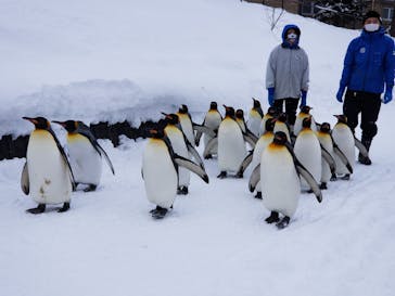 旭川市旭山動物園に投稿された画像（2021/1/4）