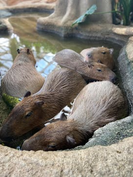 神戸どうぶつ王国に投稿された画像（2021/1/4）