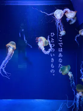 すみだ水族館に投稿された画像（2021/1/4）