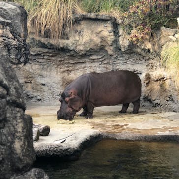 天王寺動物園に投稿された画像（2021/1/4）